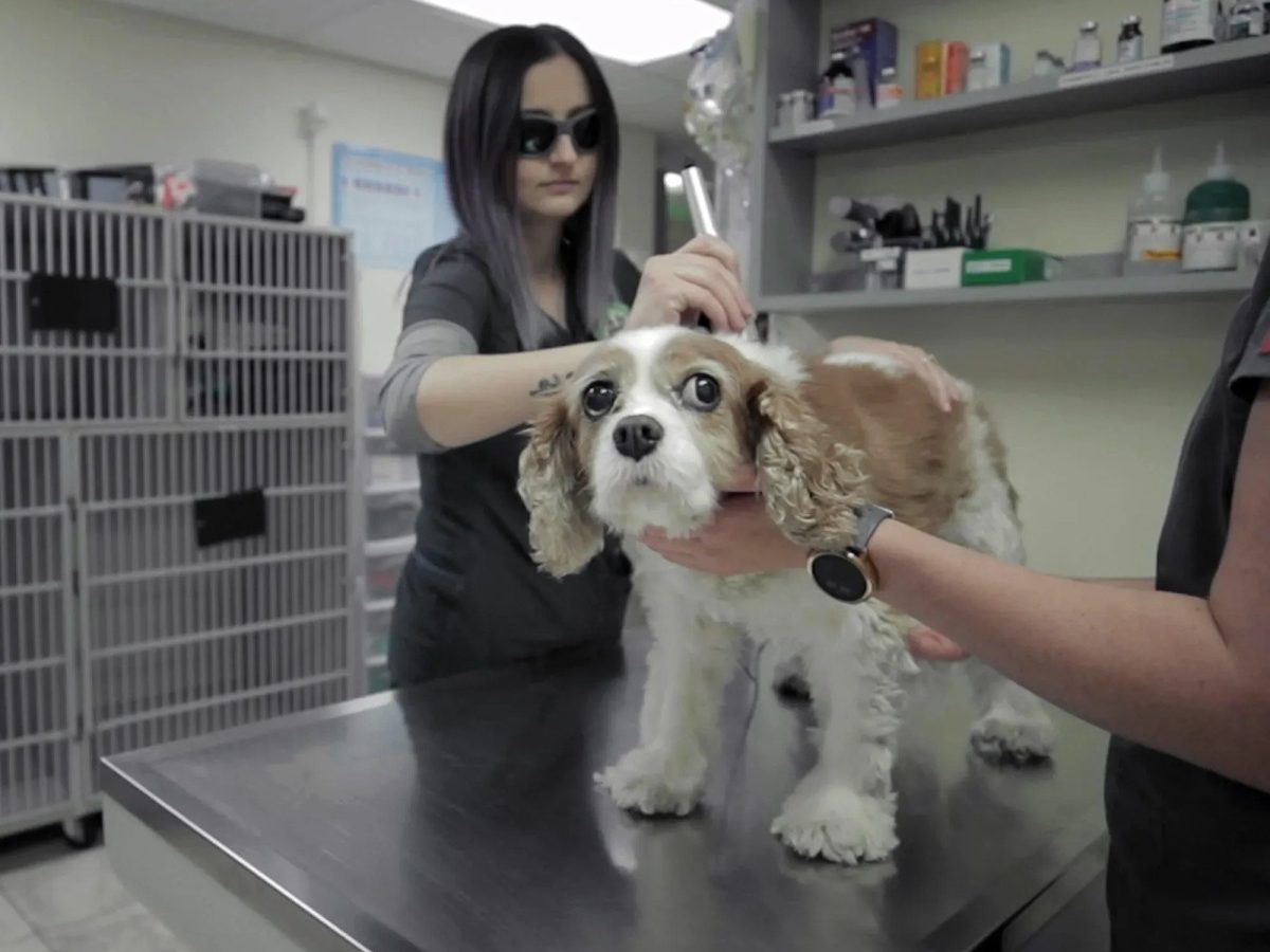 Long Beach Vet Practice Marks 11 Years of Community Care