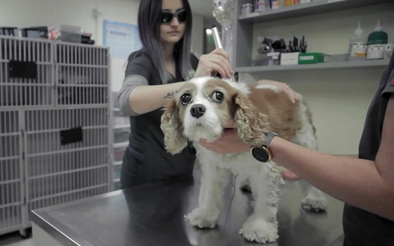 Long Beach Vet Practice Marks 11 Years of Community Care