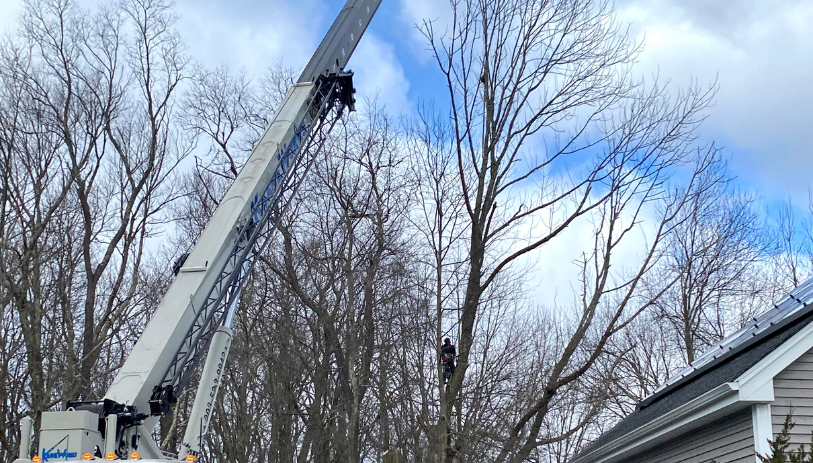 Crane-assisted tree removal near Bristol ensures fall safety for hazardous trees