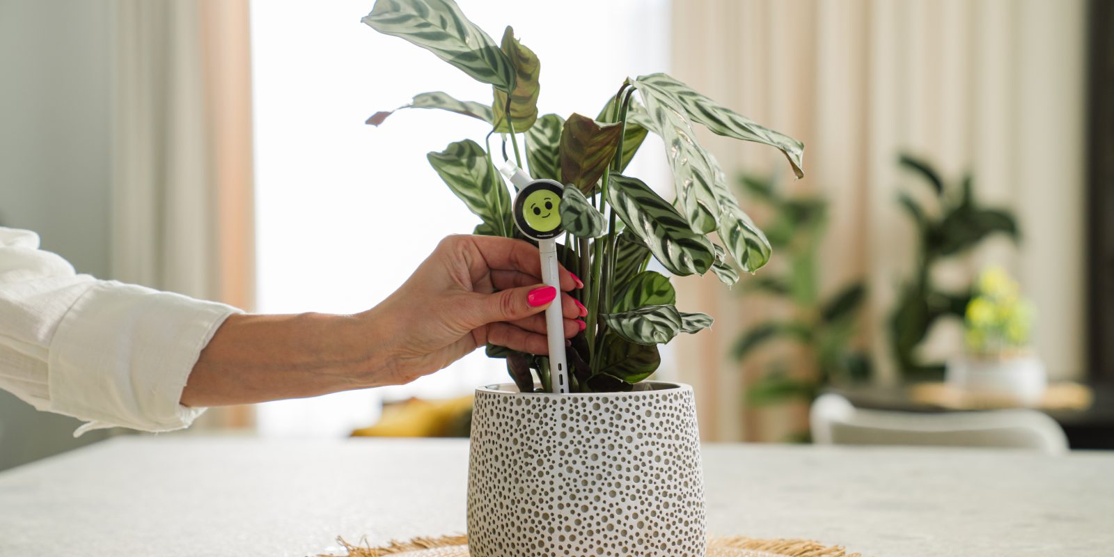 Plantiemoji Launches Mass Production of AI Plant Companion
